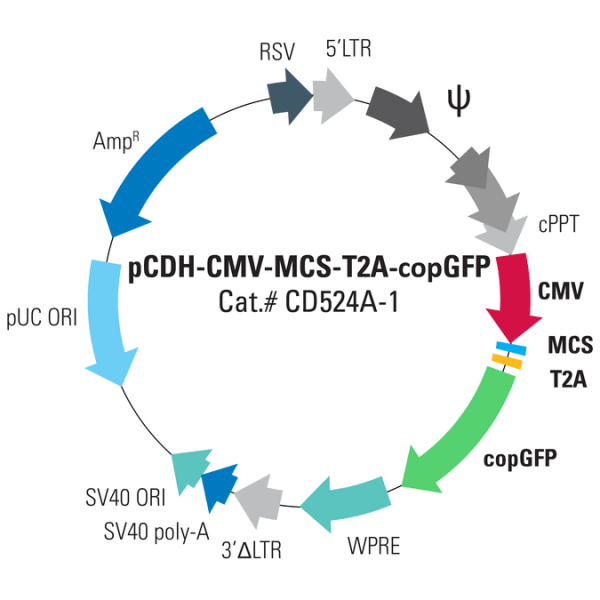 Pcdh -cmv-mcs-t2a-copgfp cdna cloning and expression vector 10 µg