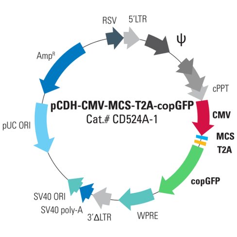 Pcdh -cmv-mcs-t2a-copgfp cdna cloning and expression vector 10 µg