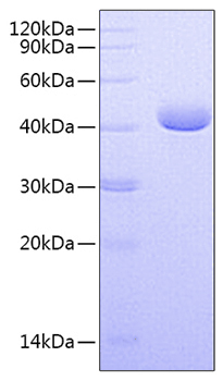 Recombinant human pvrl4/nectin-4/pr r4/lnir protein 500 µg