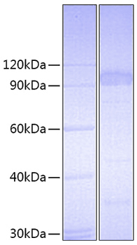 Recombinant mouse il-23r/il-23 rece ptor protein 10 µg