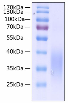 Recombinant human scf/c-kit ligand protein 100 µg