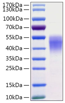 Recombinant human cd38 protein 100 µg