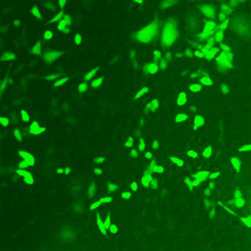 Super piggybac transposase expression vector (replaces pb200a-1) 50 10 µg 10 µg