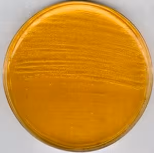 Brain heart infusion agar, for 500 g
