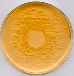 Nutrient agar, for microbiology 500 g