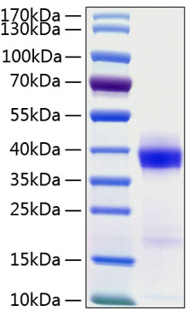 Recombinant human pd-l1/b7-h1 protein 100 µg