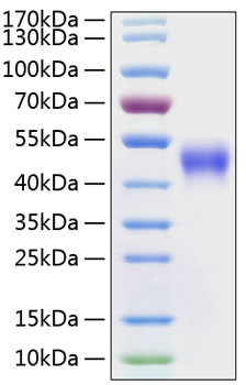 Recombinant human fc gamma riiia/cd 16a protein 50 µg