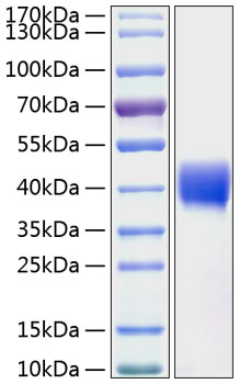 Recombinant human mesothelin protei n 20 µg