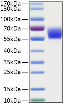 Recombinant human serpin a3/aact pr otein 10 µg