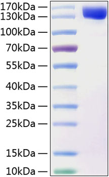 Recombinant human contactin 2/cntn2 protein (axt,fame5,tag-1,tax,tax1) q02246 20 µg
