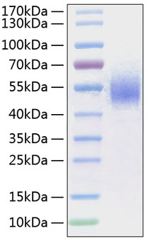 Recombinant human fc gamma ri/cd64 protein 50 µg
