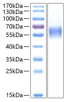 Recombinant human cntf r alpha protein 100 µg