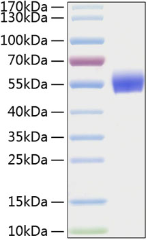 Recombinant human bmpria/alk-3/cd292 protein 100 µg