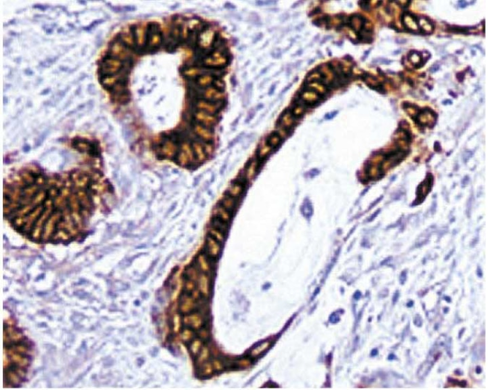 Dab substrate kit 1 x 500 tests