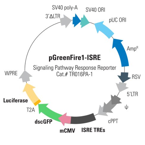 Pgreenfire1-isre (plasmid)10 µg 10 µg
