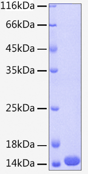 Recombinant human cystatin-a protein 100 µg