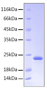 Recombinant human gh protein 10 µg