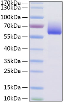 Recombinant mouse tim-3 protein 500 µg