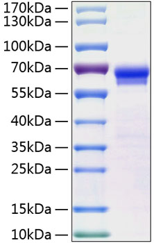 Recombinant human jam-b/ve-jam prot ein 10 µg
