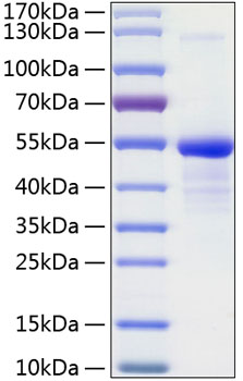 Recombinant human cd99 protein 10 µg