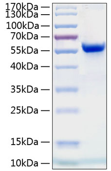 Recombinant human ephrin-a4/efna4 p rotein 10 µg