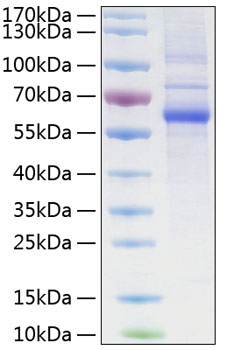 Recombinant human lag-3/cd223 prote in 20 µg