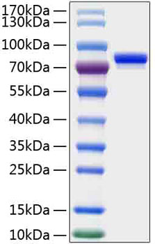 Recombinant human slamf3 protein (c d229, slamf3, hly9, mly9) q9hbg7 50 µg