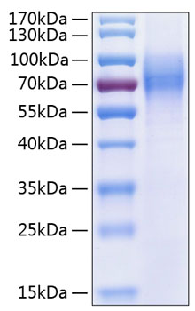 Recombinant human trkc/ntrk3 protein 100 µg