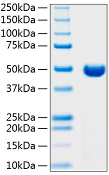 Recombinant human dipeptidase 1 pro tein 50 µg