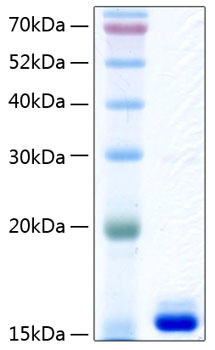 Recombinant human transthyretin pro tein 500 µg