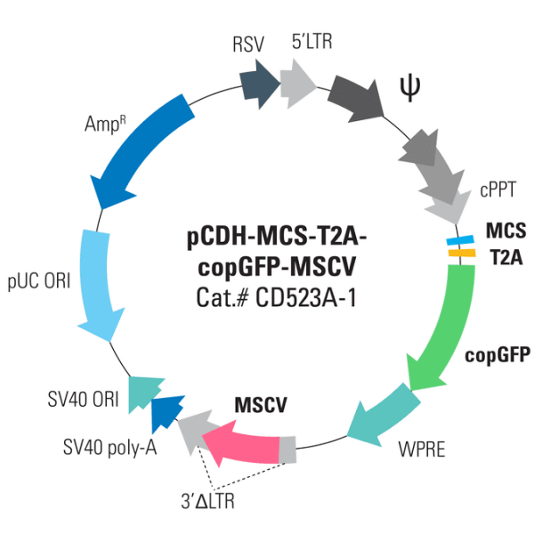 Pcdh -mcs-t2a-copgfp-mscv cloning and expression vector 10 µg