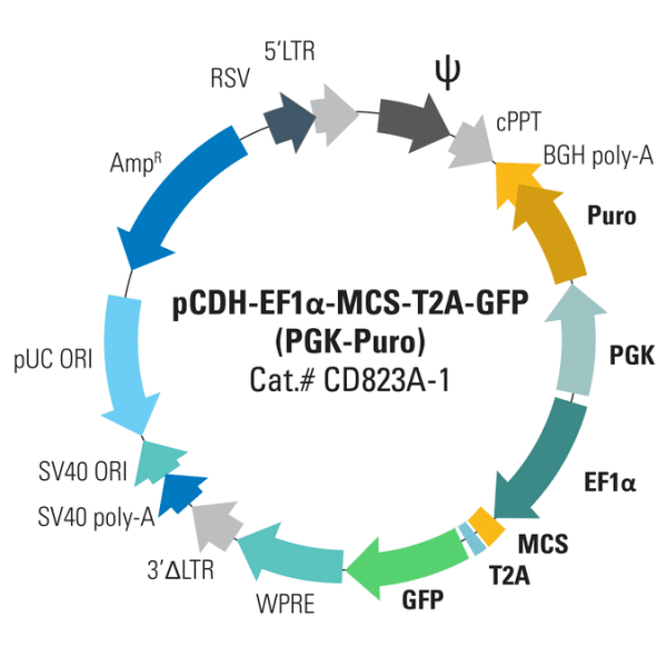 Pcdh-ef1-mcs-t2a-gfp (pgk-puro) cloning and expression vector 10 µg 10 µg