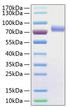 Recombinant human fc gamma riiia/cd 16a protein 50 µg