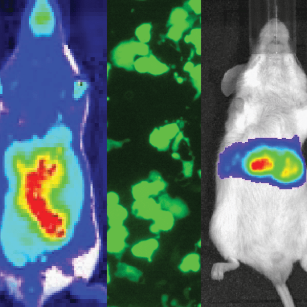 Lentiviral dual reporter: cmv-gfp-t2a-luciferase plasmid (10 µg)10 µg 10 µg