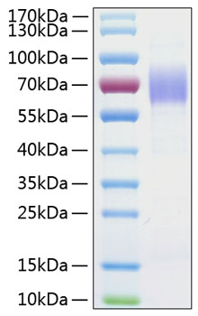 Recombinant human cd204 protein 50 µg
