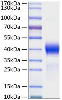 Recombinant mouse dkk-1 protein 100 µg