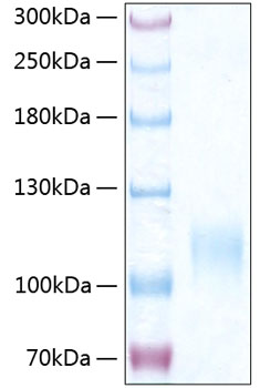 Recombinant human e-selectin/cd62e protein 500 µg