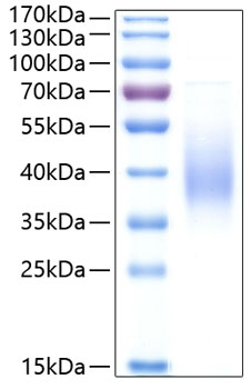 Recombinant human fc epsilon ri alp ha protein 50 µg