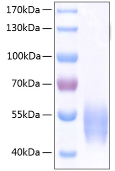 Recombinant human sirp alpha/cd172a protein 100 µg