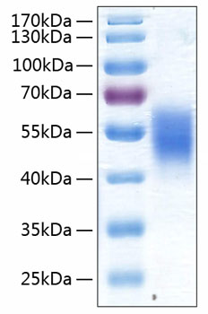 Recombinant human alk-7 protein pro tein 500 µg
