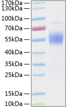 Recombinant human il3ra/cd123 prote in 100 µg