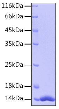Recombinant human fabp4 protein 100 µg