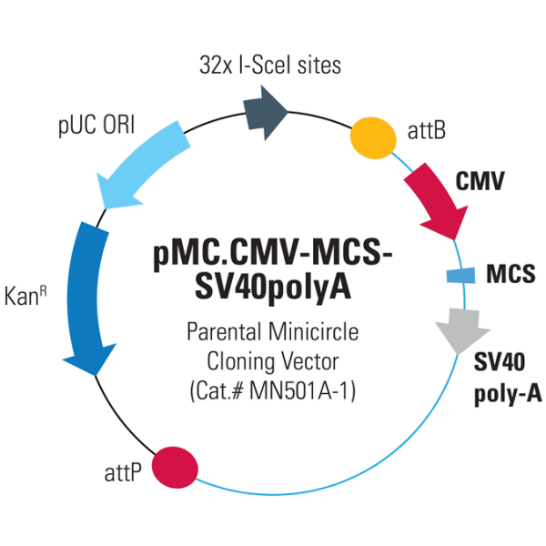 Pmc -cmv-mcs-sv40polya 10 µg