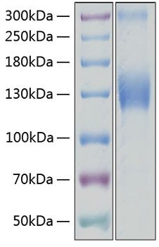 Recombinant human vegf r2/kdr prote in 50 µg