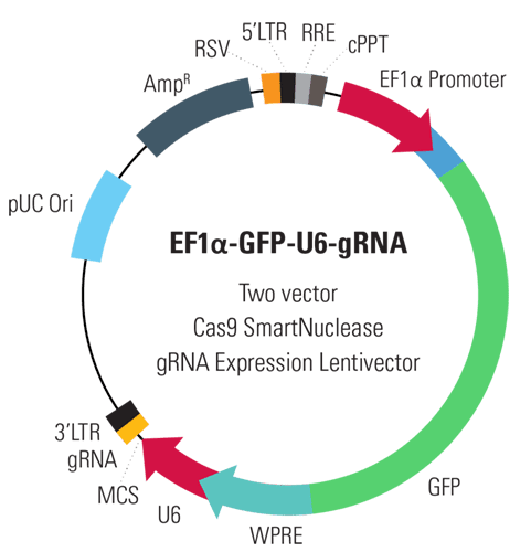Ef1-gfp-u6-grna linearized smartnuclease lentivector plasmid (crispr)10 réactions 10 réactions(s)
