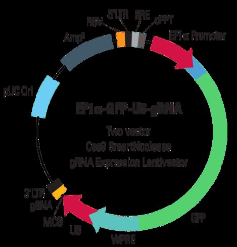 Ef1-gfp-u6-grna linearized smartnuclease lentivector plasmid (crispr)10 réactions 10 réactions(s)