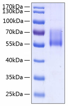 Recombinant human mucin-1/muc-1 pro tein 100 µg