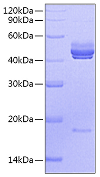 Recombinant mouse il-23 (il-23a il- 12b) protein 500 µg