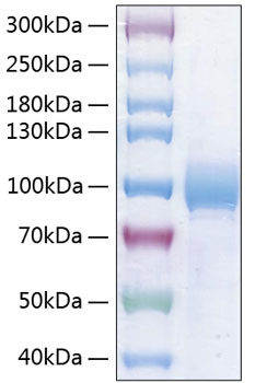 Recombinant human nectin 3 protein 100 µg