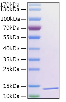 Recombinant human txn2 protein (cox pd29, mt-trx, mtrx, trx2, txn) q99757 1000 µg
